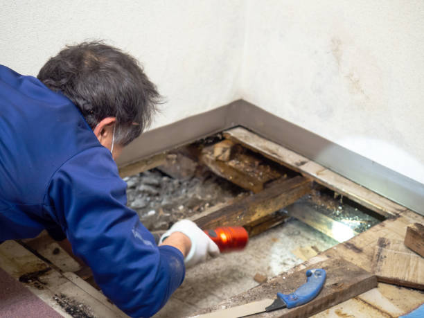 Best Mold Cleaning Services  in Churubusco, IN