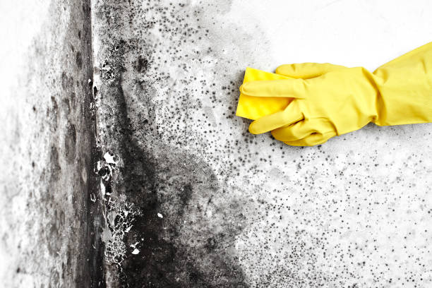 Best Professional Mold Removal  in Churubusco, IN