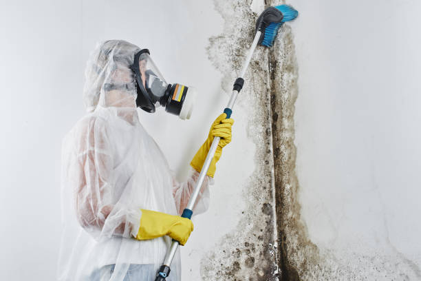 Best Mold Remediation  in Churubusco, IN