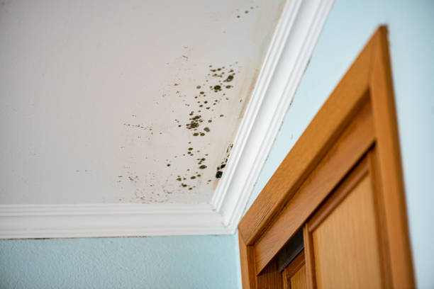 Trusted Churubusco, IN Mold Removal Experts