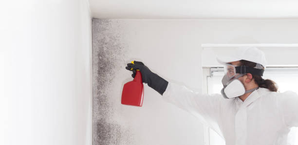 Best Certified Mold Removal  in Churubusco, IN