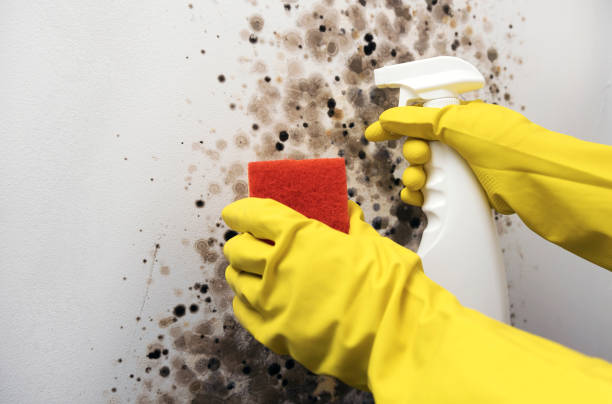 Best Best Mold Removal Companies  in Churubusco, IN