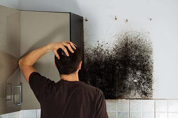 Best Affordable Mold Removal  in Churubusco, IN