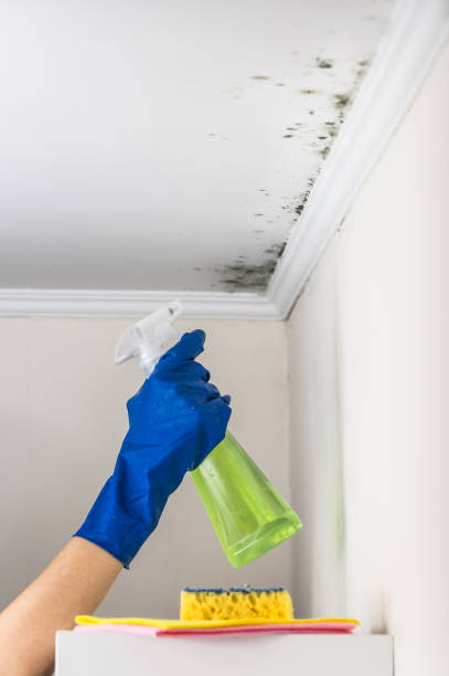 Best Crawl Space Mold Removal  in Churubusco, IN