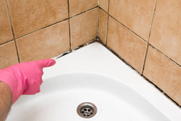 Best Mold Testing and Removal  in Churubusco, IN