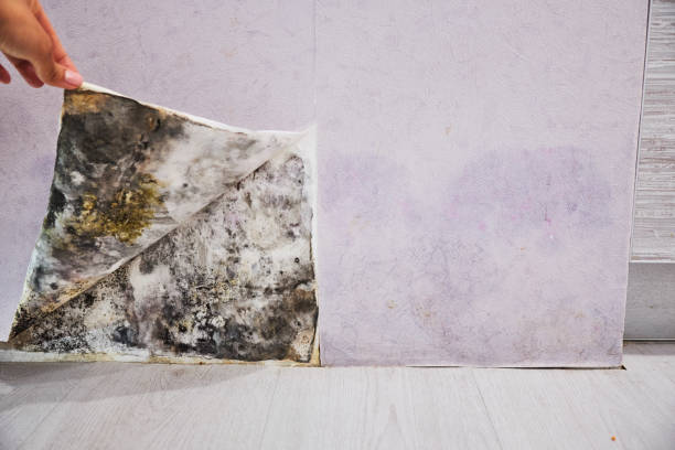 Best Mold Damage Repair  in Churubusco, IN
